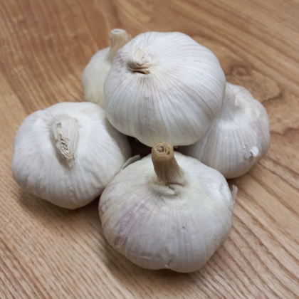 Sadbový cesnak jarný Garpek - Allium - paličák - cibuľa cesnaku - 1 balenie