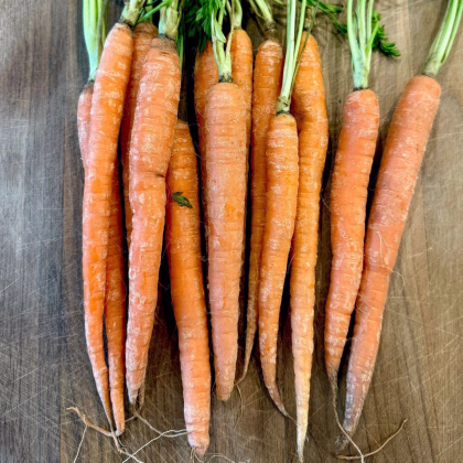 Mrkva Babetka F1 - Daucus carota - semená mrkvy - 300 ks