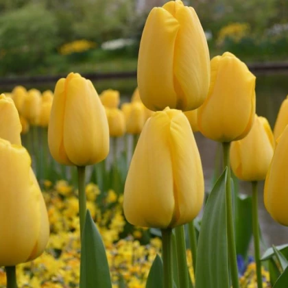 Tulipán Candela - cibule tulipánu - cibuľky - 3 ks