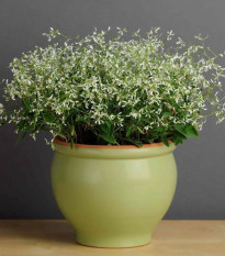 Prýštec trávovitý Glitz F1 - Euphorbia graminea - semená prýštca - 12 ks