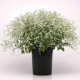 Prýštec trávovitý Glamour F1 - Euphorbia graminea - semená prýštca - 12 ks