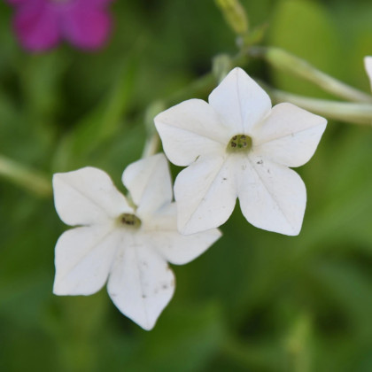 Tabak Perfume White F1 - Nicotiana - semená tabaku - 50 ks