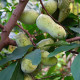 Indiánsky banán Paw Paw - Asimina triloba - semená indiánskeho banánu - 4 ks