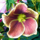 Čemerica Pretty Ellen bodkovaná - Helleborus orientalis - prostokorenné sadenice čemerice - 1 ks