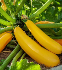 Cuketa Easy Pick Gold II F1 - Cucurbita pepo - semená cukety - 7 ks