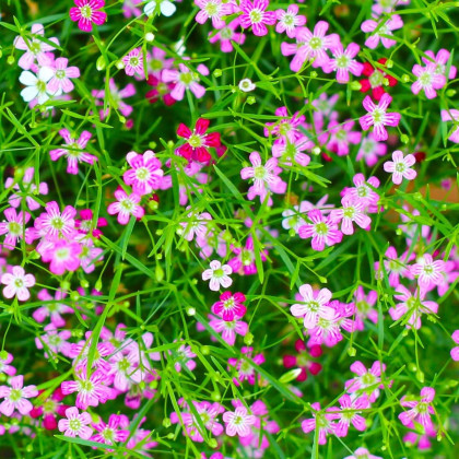 Gypsomilka pacifická - Nevestin závoj - Gypsophila pacifica - semená gypsomilky - 100 ks