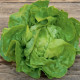 BIO Šalát hlávkový Lucinde - Lactuca sativa - bio semená šalátu - 100 ks