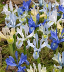 Nízke kosatce zmes - Iris reticulata - hľuzy kosatca - 5 ks