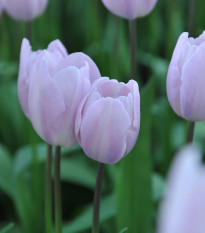Tulipán Silver Cloud - Tulipa - cibuľa tulipánov - 3 ks