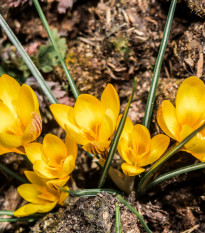 Krókus Golden Yellow - Crocus vernus - hľuzy krókusu - 3 ks