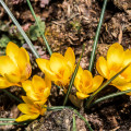 Krókus Golden Yellow - Crocus vernus - hľuzy krókusu - 3 ks