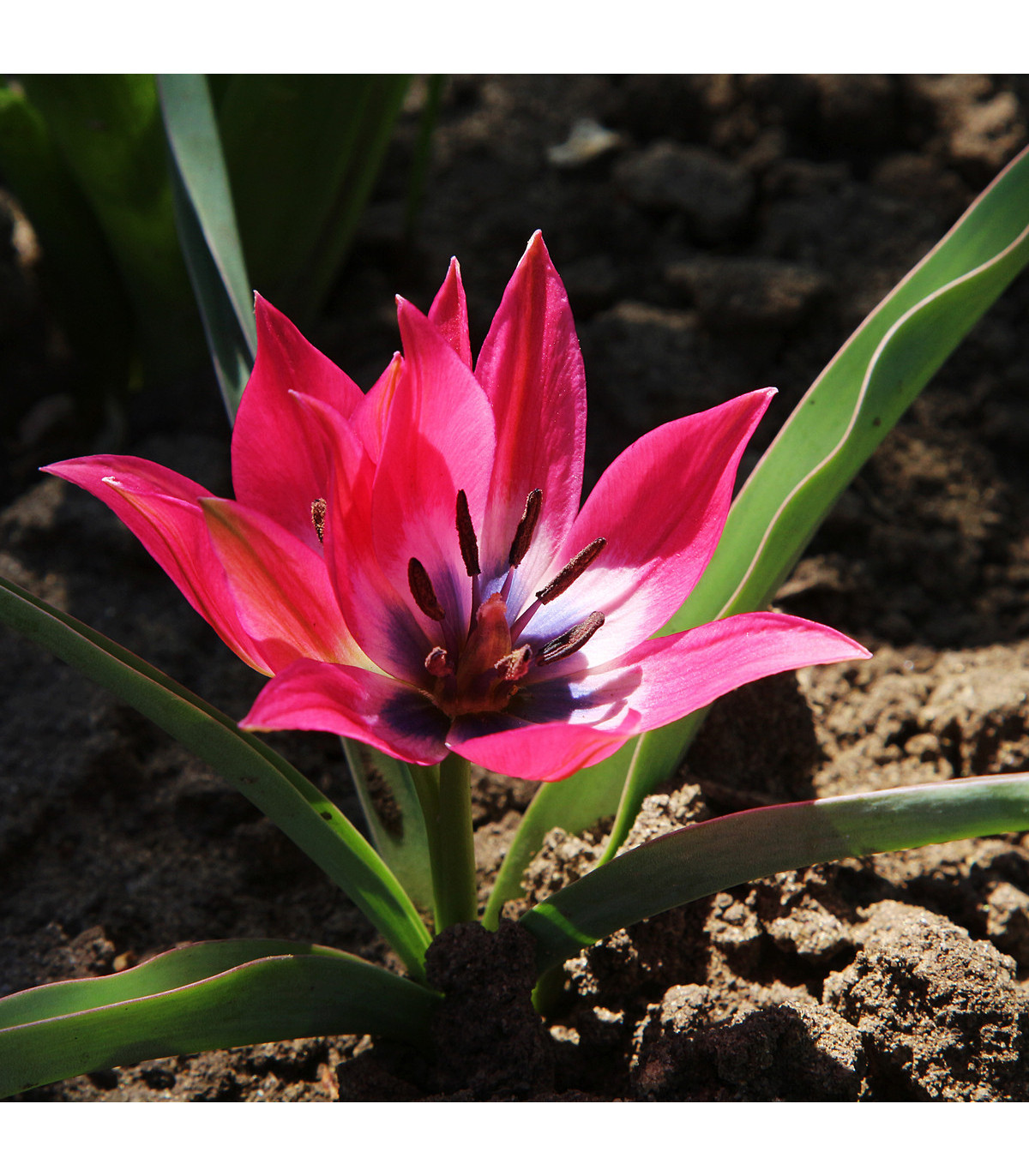 Tulipán Little Beauty - cibule tulipánu - cibuľky - 3 ks