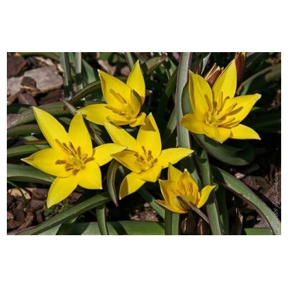 Tulipán Urumiensis - cibule tulipánu - cibuľky - 4 ks
