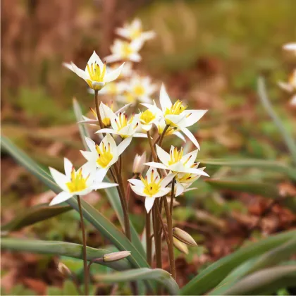 Tulipán turkestánky - cibule tulipánu - cibuľky - 3 ks