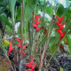 Helikónia - Heliconia aemygdiana - semená - 5 ks