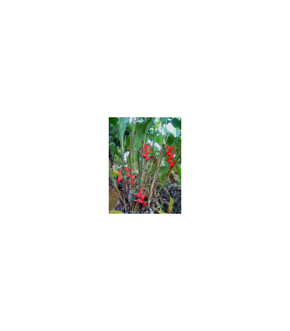 Helikónia - Heliconia aemygdiana - semená - 5 ks