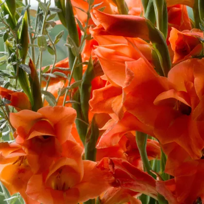 Gladiola oranžová - Gladiolus - gladioly - hľuzy gladioly - 3 ks