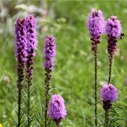 Fakľovka purpurová - liatra klasnatá - Liatris spicata - hľuzy liatry - 5 ks