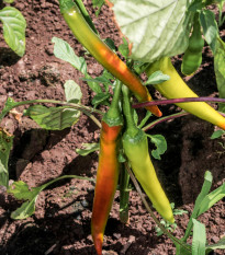 Chilli Maďarský vosk - Capsicum annuum - semená chilli - 6 ks