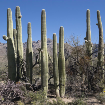 Kaktus Saguaro - Carnegiea gigantea - semená - 5 ks