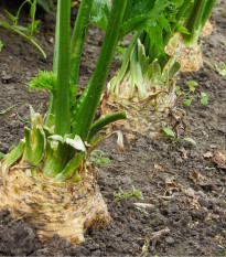 BIO zeler buľvový Princ - Apium graveolens  - bio semená zelera - 20 ks