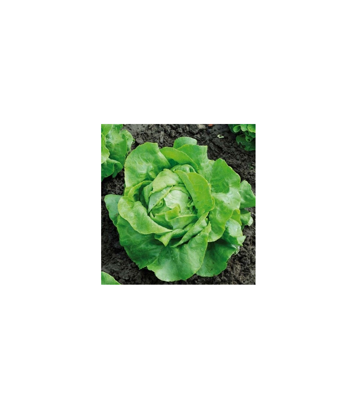 BIO Šalát hlávkový Nel - Lactusa sativa - semená šalátu - semiačka - 0,1 gr