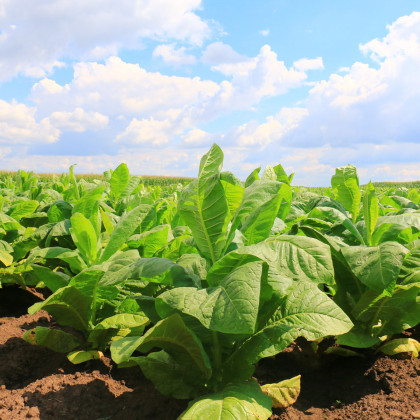 Tabak Kentucky - Nicotiana tabacum - semená tabaku - semiačka - 20 ks