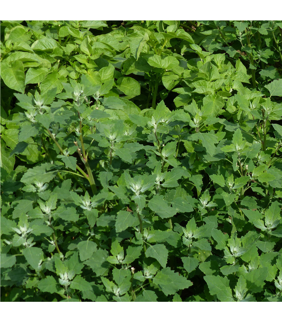 Loboda záhradná - Atriplex hortensis - semená lobody - semiačka - 0,5 gr