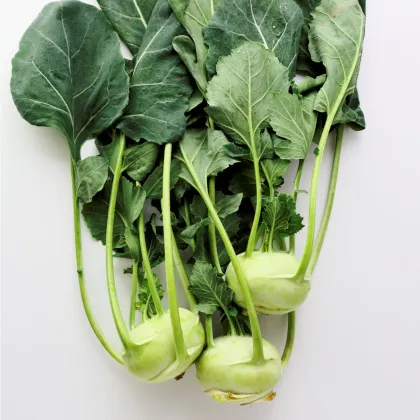 BIO kaleráb Noriko - Brassica oleracea convar. gongylodes - bio semená kalerábu - 80 ks