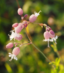 Silenka obyčajná - Silene vulgaris - semená - 0,5 g