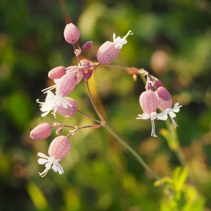 Silenka obyčajná - Silene vulgaris - semená - 0,5 g