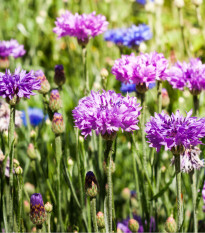 Nevädza poľná zmes - Centaurea cyanus - semená - 120 ks