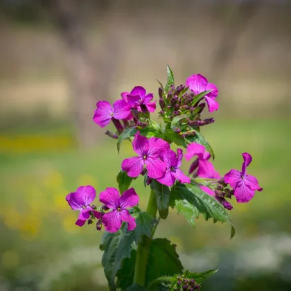 Mesačnica dvojročná fialová - Lunaria biennis - semená mesačnice - 50 ks