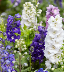 Ostrožka záhradná hyacintokvetá - zmes - Delphinium ajacis - semená - 300 ks