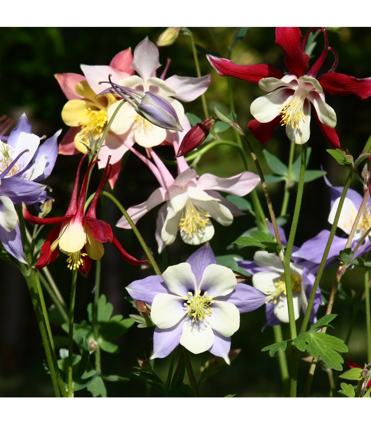 Orlíček veľkokvetý - zmes farieb - Aquilegia caerulea - semená - 250 ks
