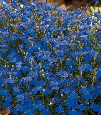 Lobelka drobná Crystal Palace - Lobelia erinus - semená lobelky - semiačka - 1000 ks