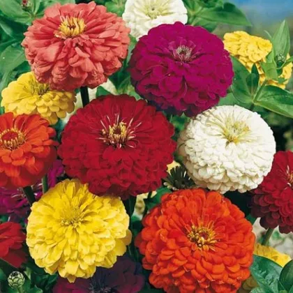 Cínia pôvabná obrovská - Zinnia elegans - semená - 0,5 g