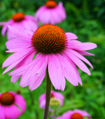 Echinacea purpurová - Echinacea purpurea - predaj semien - 15 ks