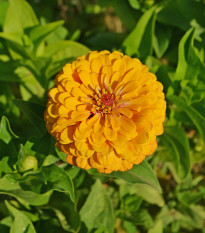 Cínia pôvabná žltá - Zinnia elegans - semená cínie - semiačka - 1 gr