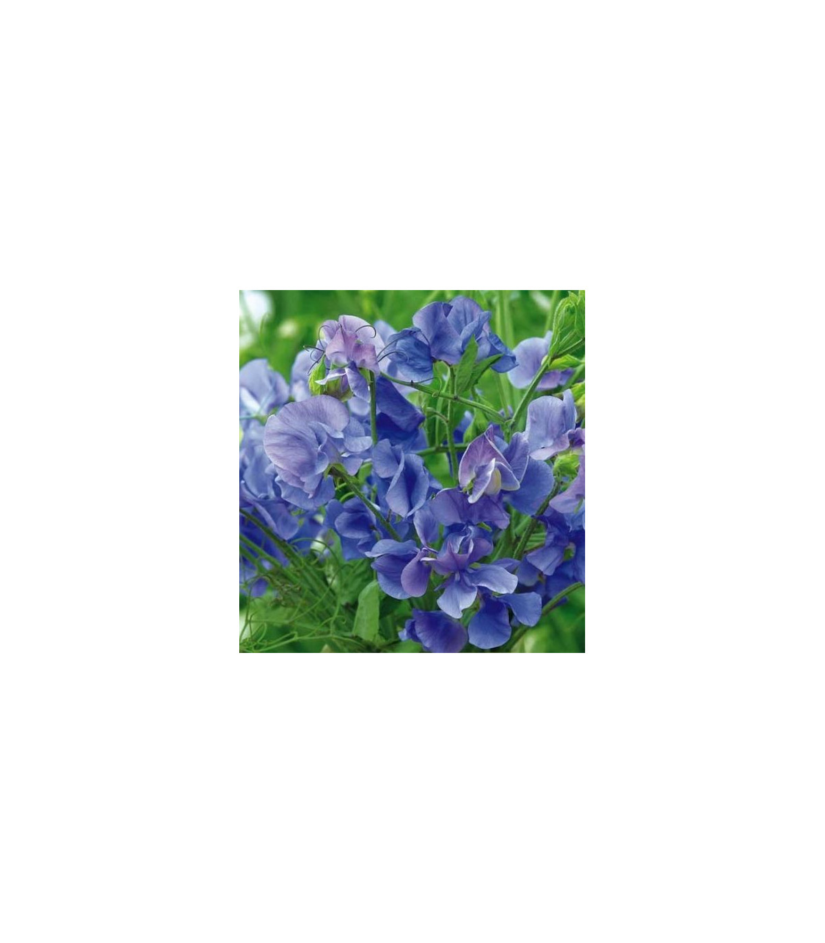 Hrachor voňavý kráľovský modrý - Lathyrus odoratus - semená hrachora - semiačka - 20 ks
