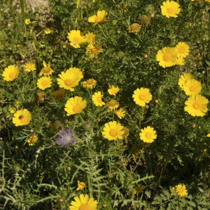 Margaréta ovsená Helios - Chrysantemum segetum - semená - 0,3 g