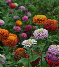 Cínia pôvabná - zmes kalifornská obrovská - Zinnia elegans - semená cínie - semiačka - 50 ks