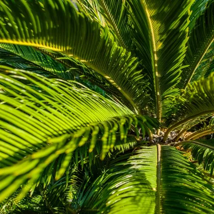 Cykas Zamia floridana - semená cykasa - semiačka - 2 ks