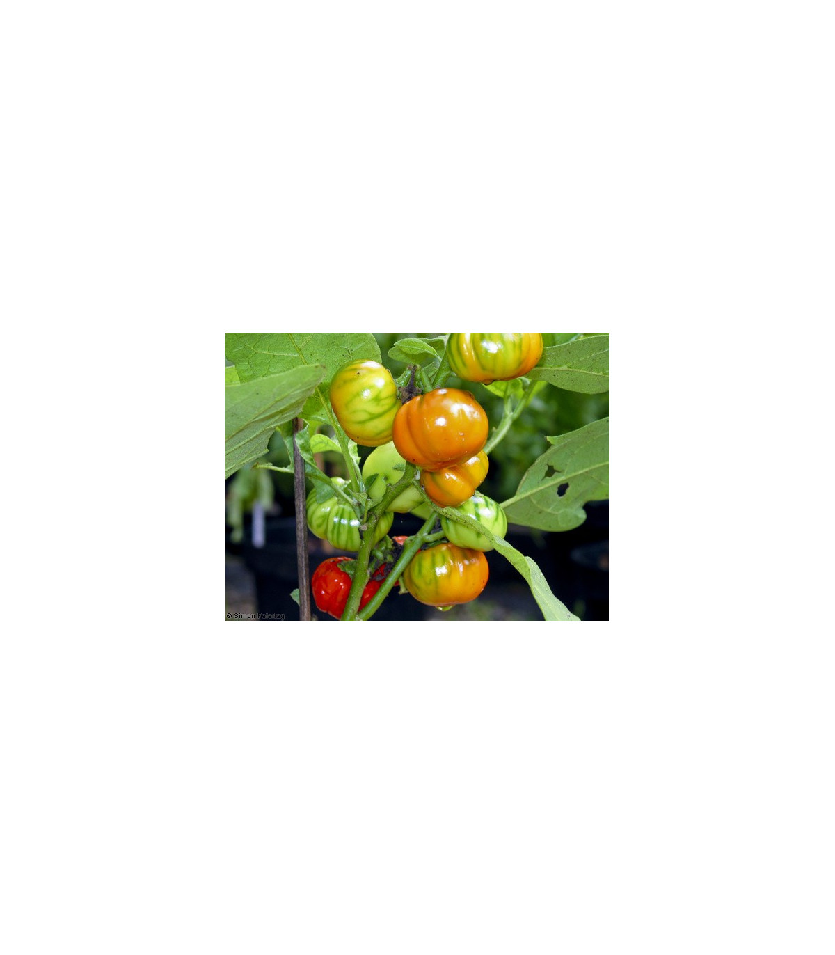 Baklažán pruhovaný - Solanum aethiopicum - semená baklažánu - 6 ks