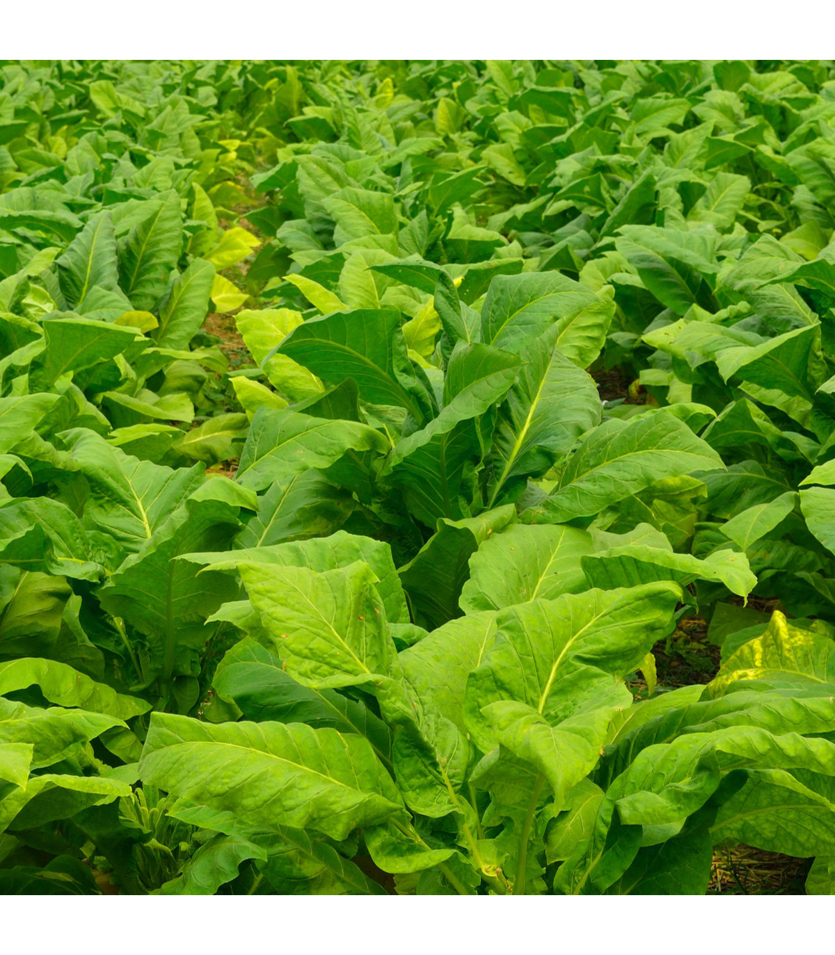 Tabak Burley - Nicotiana tabacum - semená tabaku - 20 ks