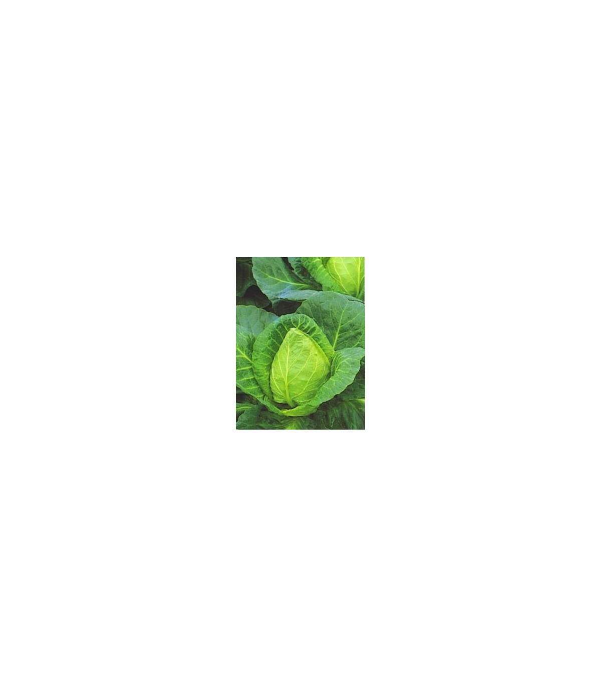 Kapusta biela veľmi skorá - Brassica oleracea - semená kapusty - 0,8 g
