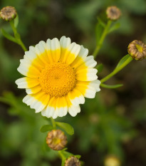 Chryzantémovka vencovitá - Chrysanthemum coronarium - semená chryzantémovky - 400 ks