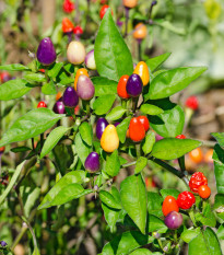 Chilli Bolivijská dúha - Capsicum annuum - semená chilli - 6 ks