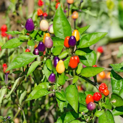 Chilli Bolivijská dúha - Capsicum annuum - semená chilli - 6 ks