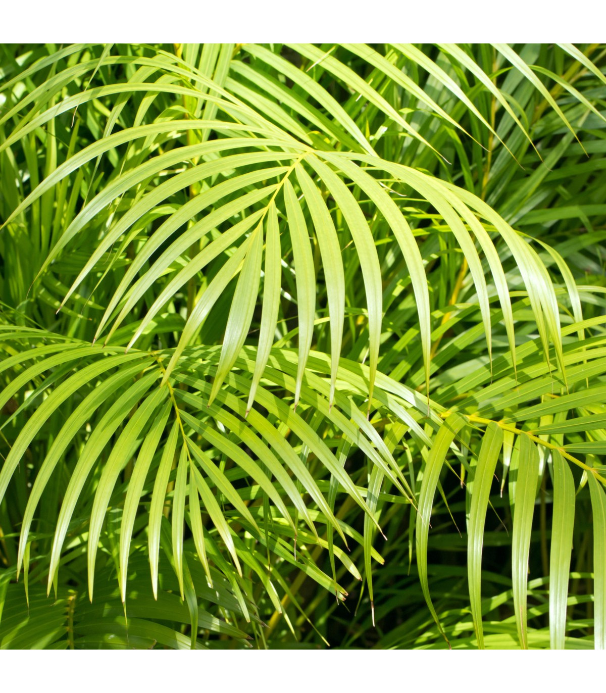 Palma madagaskarská - Dypsis madagascariensis - semená palmy - semiačka - 3 ks
